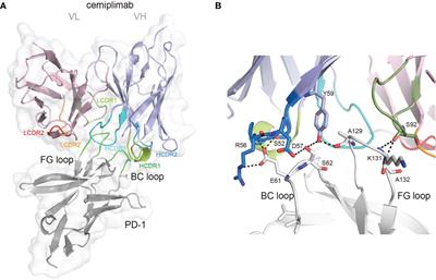 PD-1 N58-Glycosylation-Dependent Binding of Monoclonal Antibody Cemiplimab for Immune Checkpoint Therapy